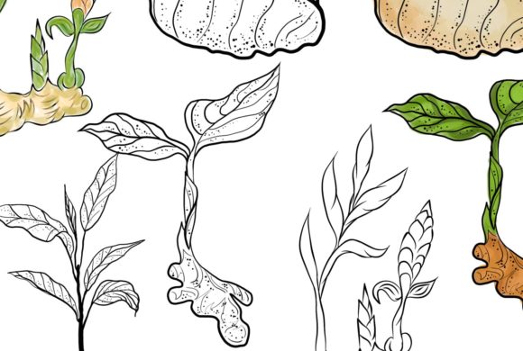 Hand Drawn Watercolor Ginger Collection Review