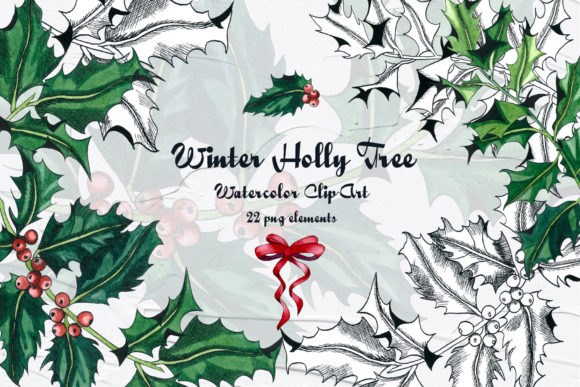 Holly Tree Watercolor Clip Art & Illustrations