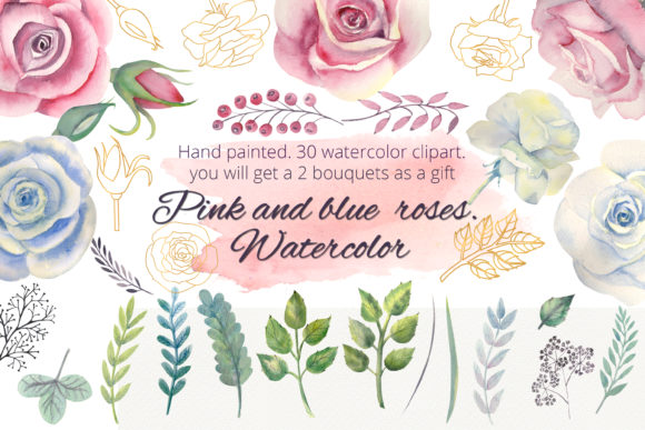 Pink and Blue Roses Illustrations Review
