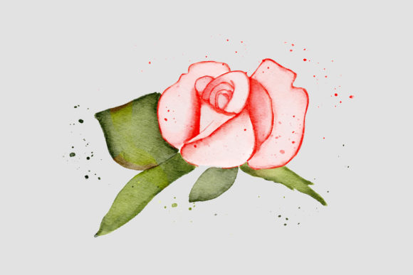 Pink Rose Watercolor Realistic PNG Illustrations