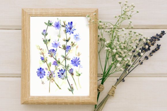 Watercolor Chicory Print: Chic Illustrations