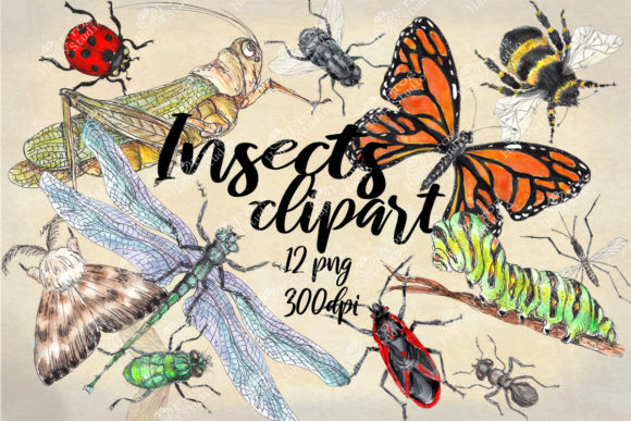 Watercolor Collection of Insects: A Designer's Review