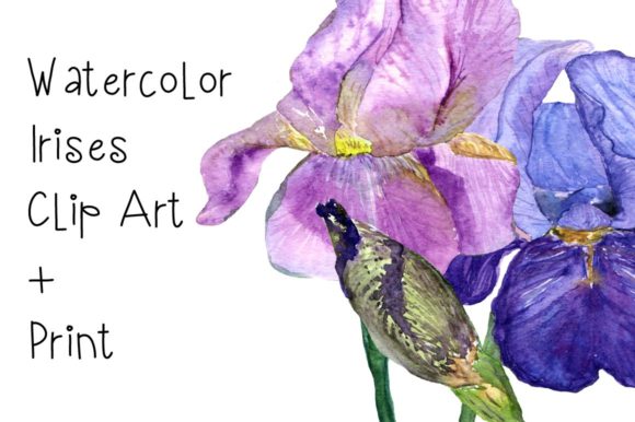 Watercolor Irises Clip Art Print & Illustrations