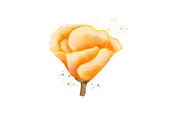 Yellow Flower Watercolor Realistic PNG Review